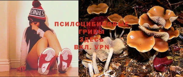 PSILOCYBIN Зеленокумск
